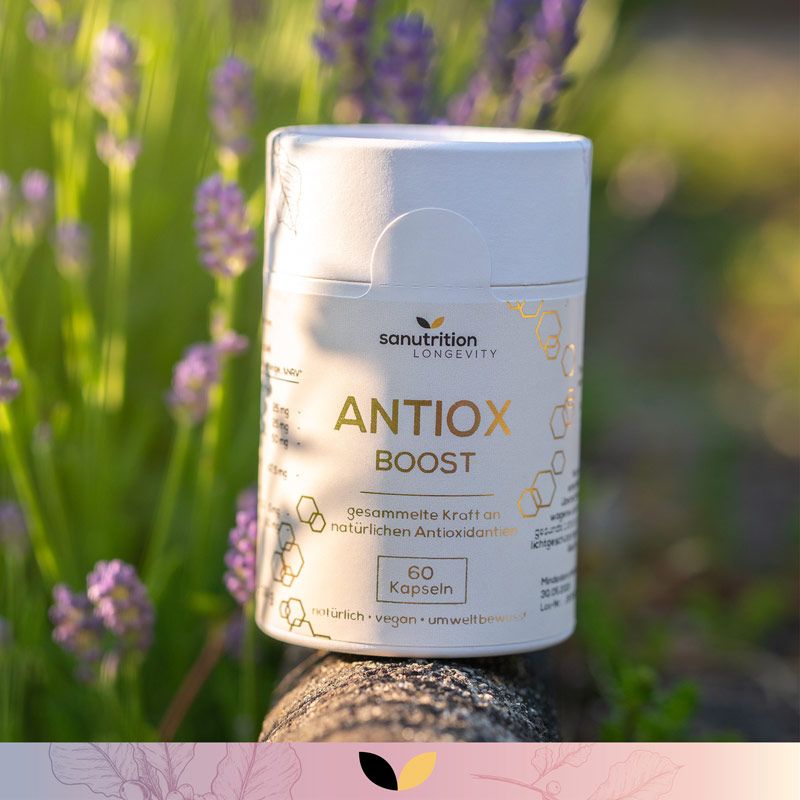 Zylindrische Dose "ANTIOX BOOST" vor Lavendel. "Sanutrition"-Logo. 60 Kapseln. Aufschrift: "gesammelte Kraft natürlicher Antioxidantien".