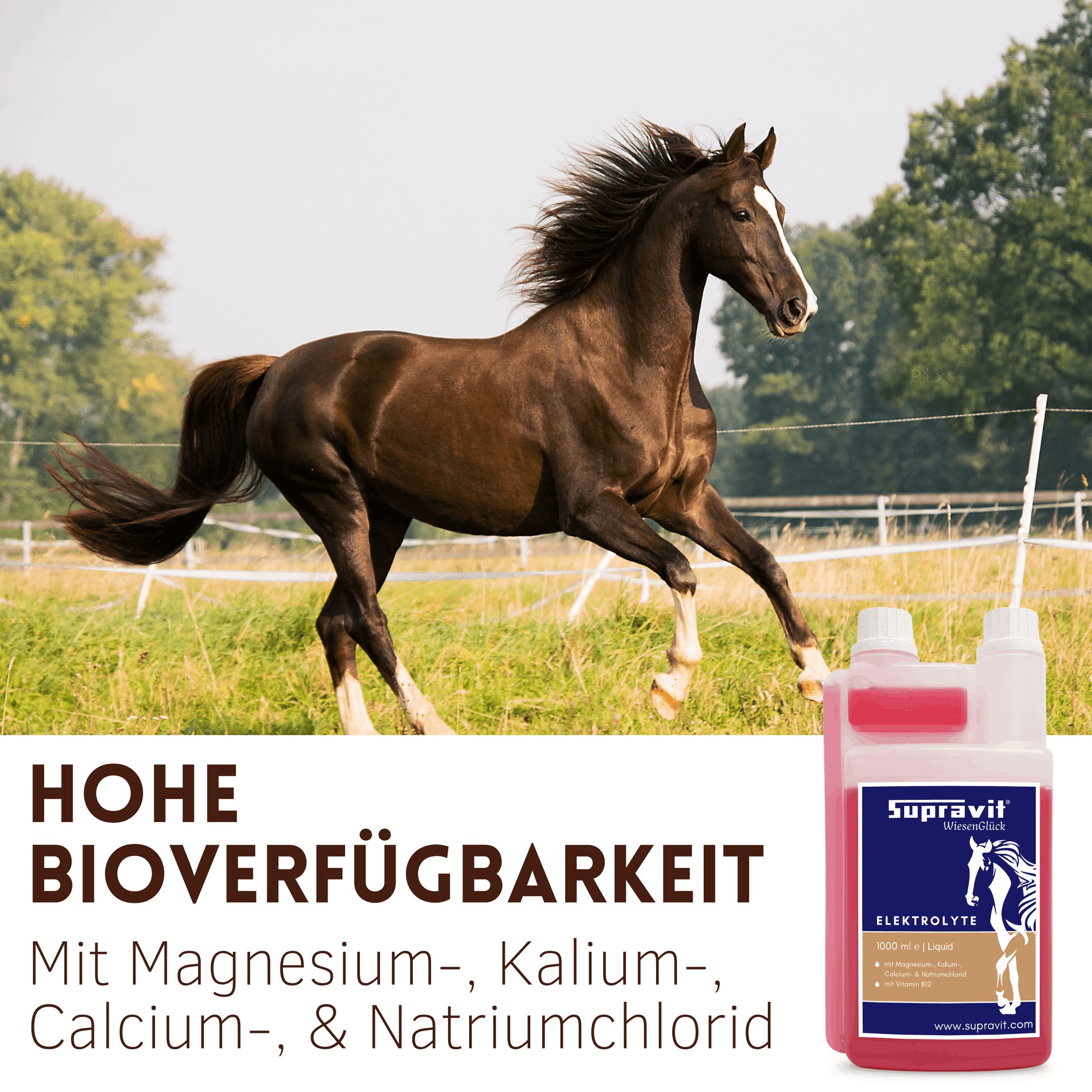 Pferd galoppiert neben Elektrolytflasche. Aufschrift: Supravit Elektrolyte. Hohe Bioverfügbarkeit mit Magnesium, Kalium, Calcium, Natriumchlorid.
