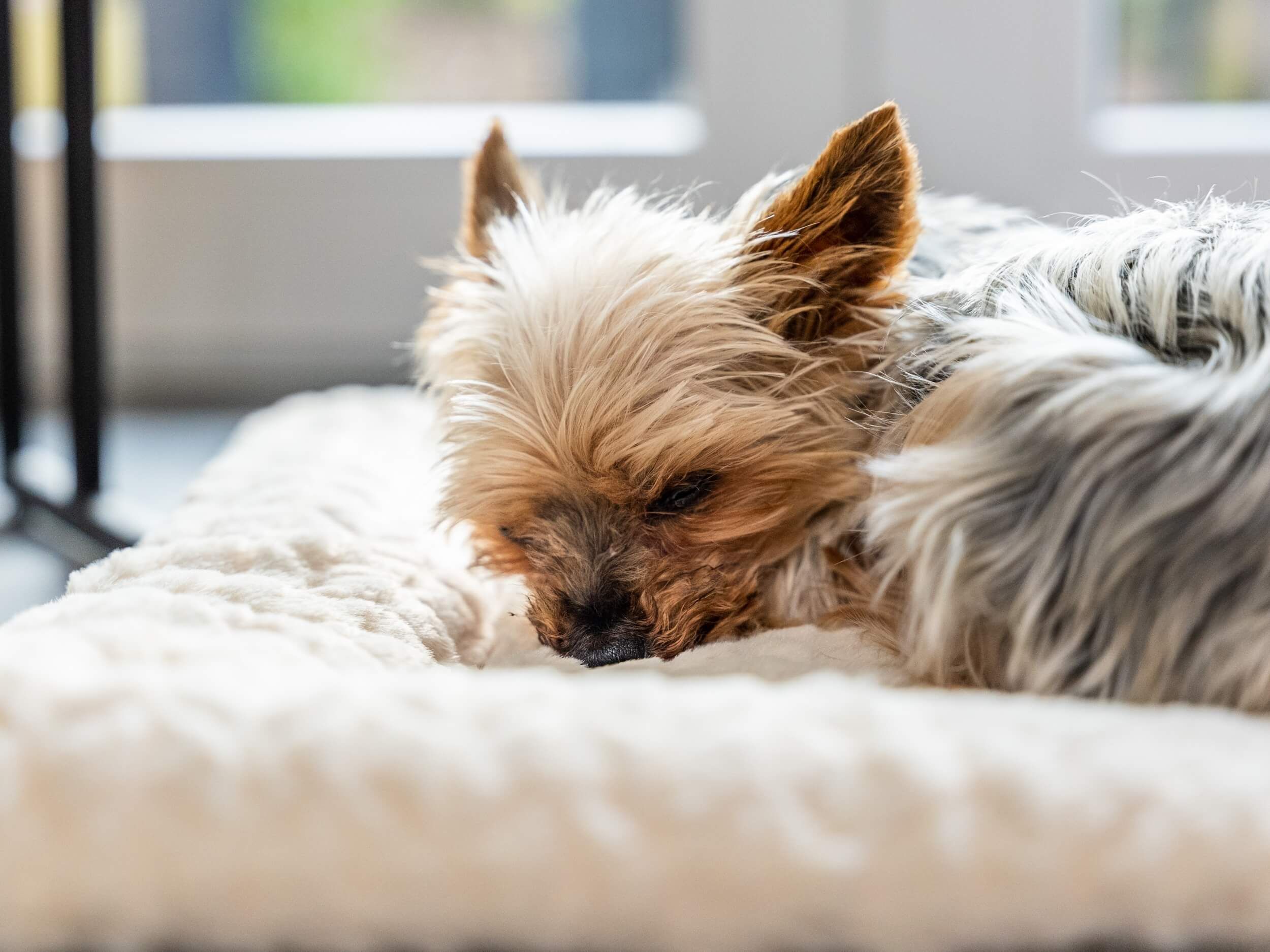 Nahaufnahme einer cremefarbenen, gefütterten Liegedecke mit Hund.