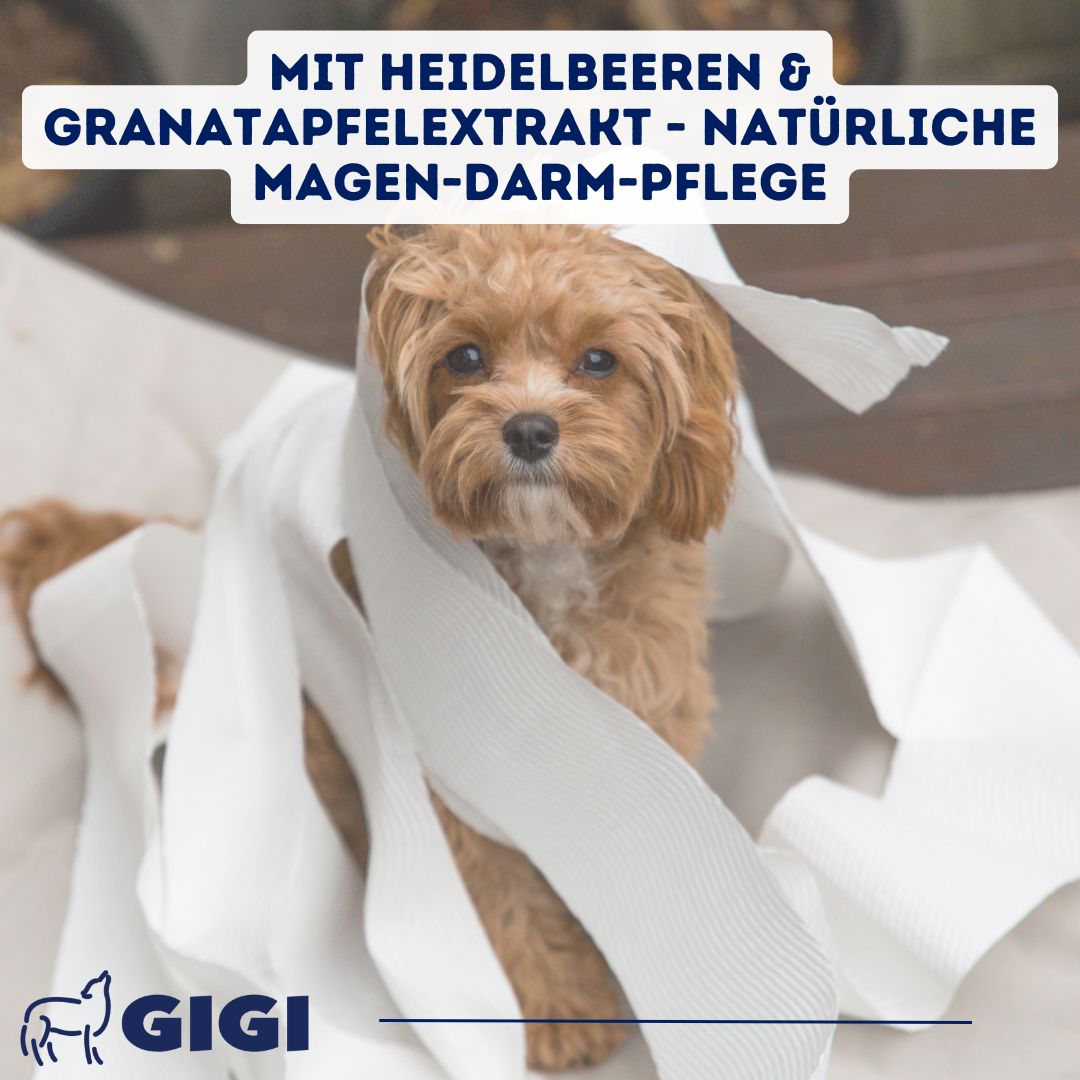 Kleiner Hund in Papier gewickelt. Text: "MIT HEIDELBEEREN & GRANATAPFELEXTRAKT - NATÜRLICHE MAGEN-DARM-PFLEGE".