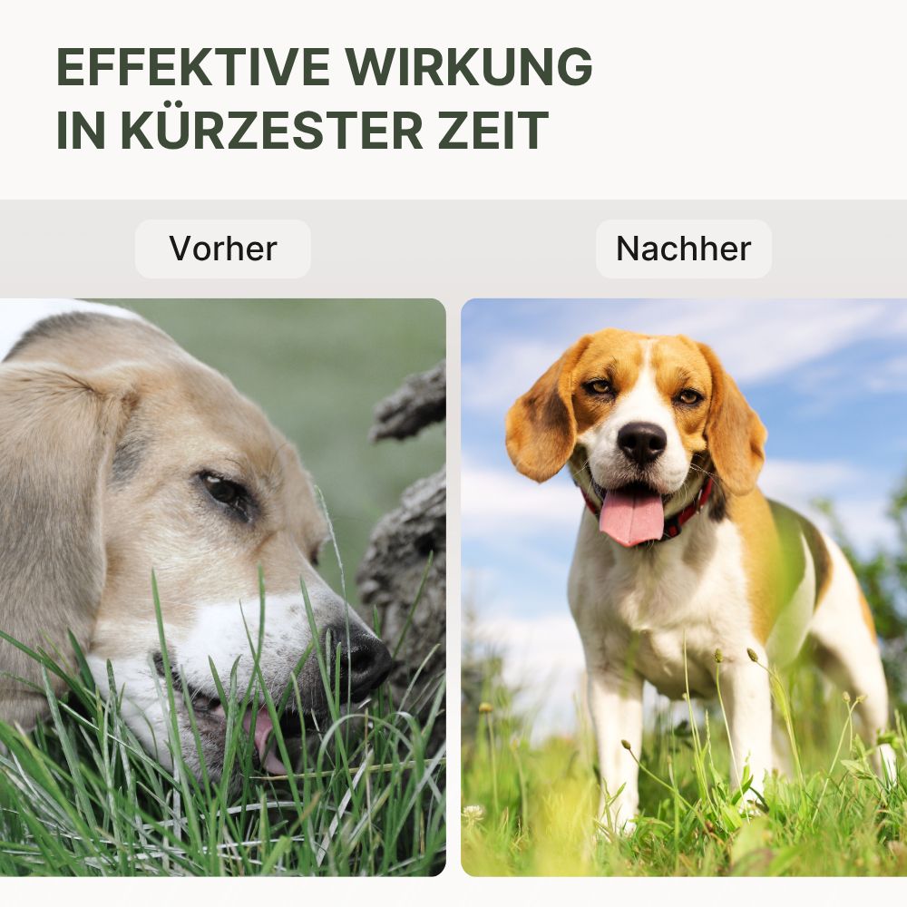 Zwei Hunde, vorher und nachher. Text: Effektive Wirkung in kürzester Zeit.