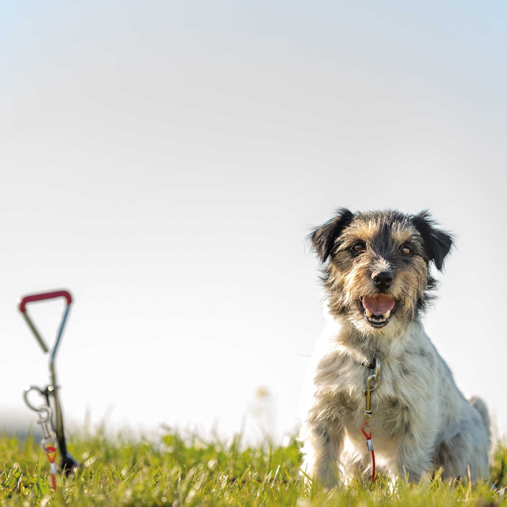 Hund sitzt im Gras, Leine und Haken im Vordergrund.