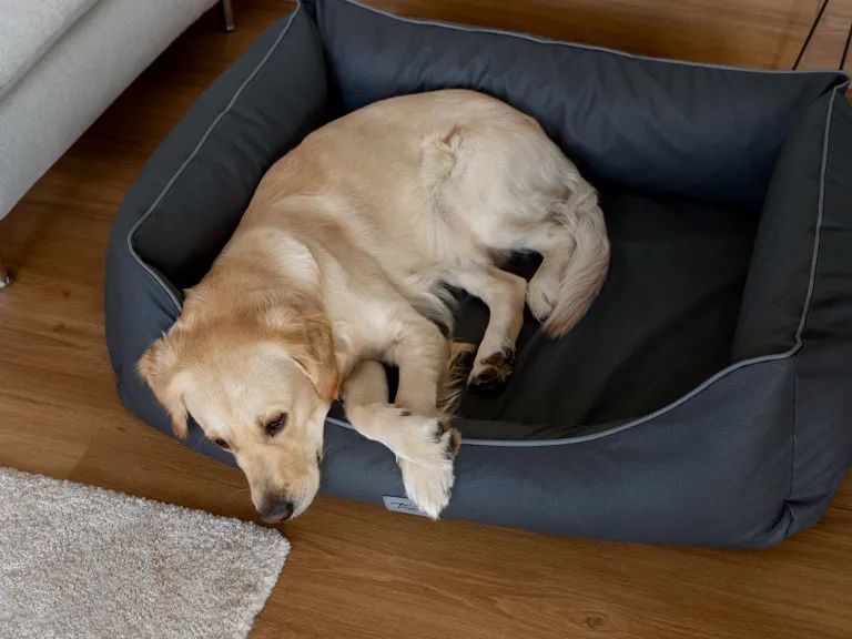 Heller Hund liegt in einem grauen orthopädischen Kunstlederbett. Der Hund liegt entspannt.