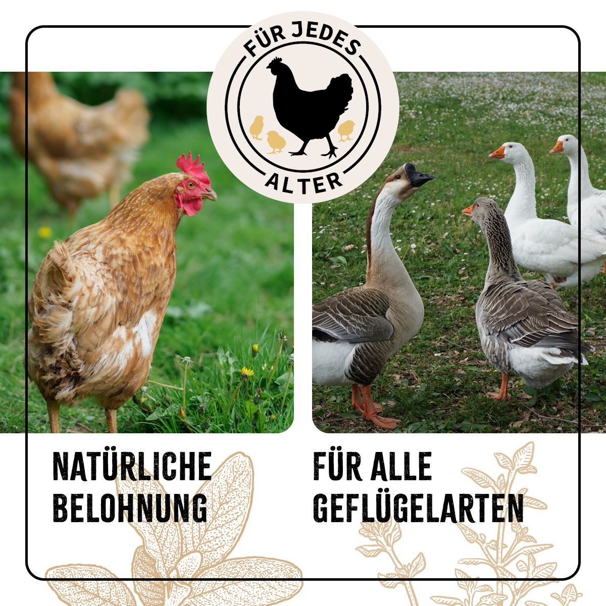 AniForte FarmLife Geflügel Wohlfühlkräuter