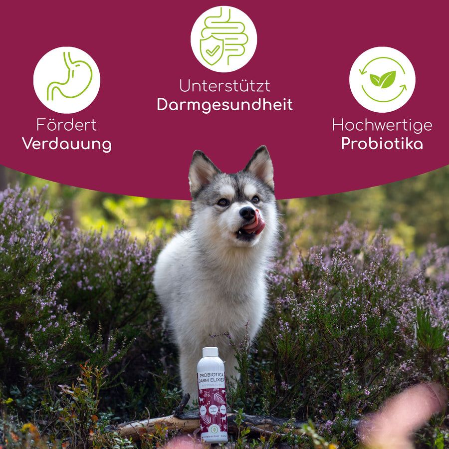 Wolfsbacher Probiotika Elixier für Hunde 250 ml Mixtur