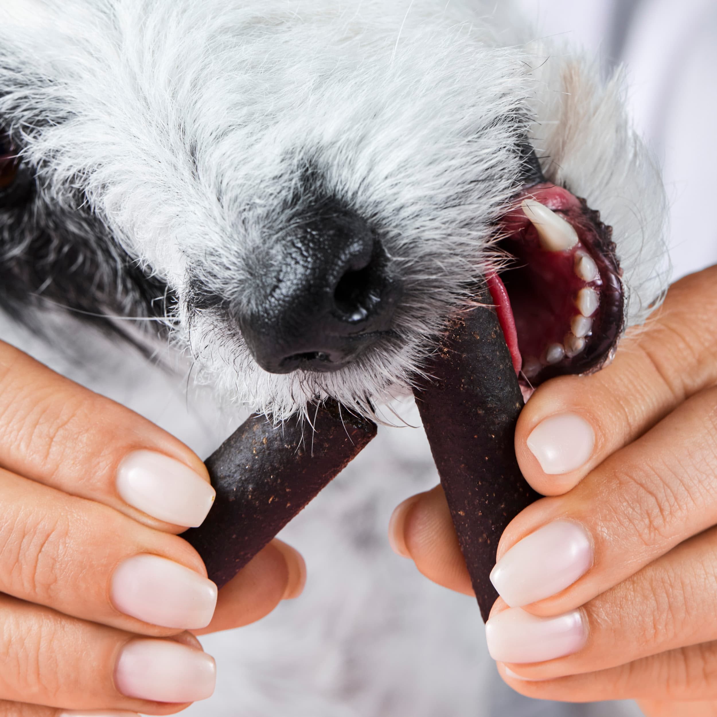Hund frisst Darmwohl Stick. Hände halten zwei Sticks. Aufschrift: Tierliebhaber, Darmwohl Sticks.