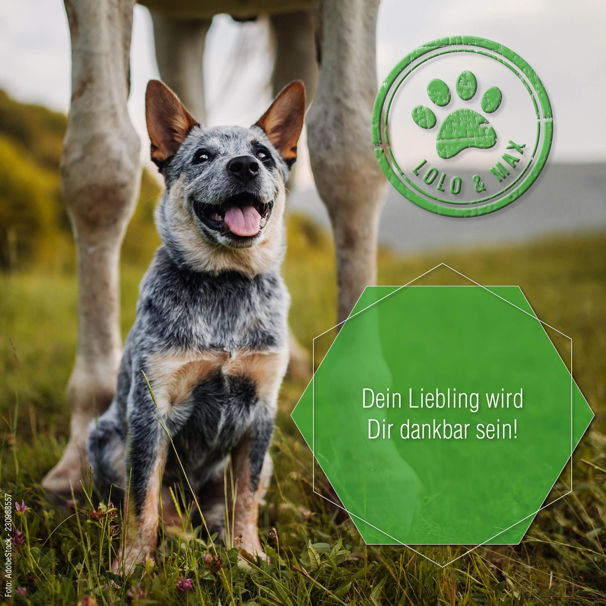 Hund auf einer Wiese. Grünes Logo: Pfote, Lolo & Max. Text: Dein Liebling wird Dir dankbar sein!