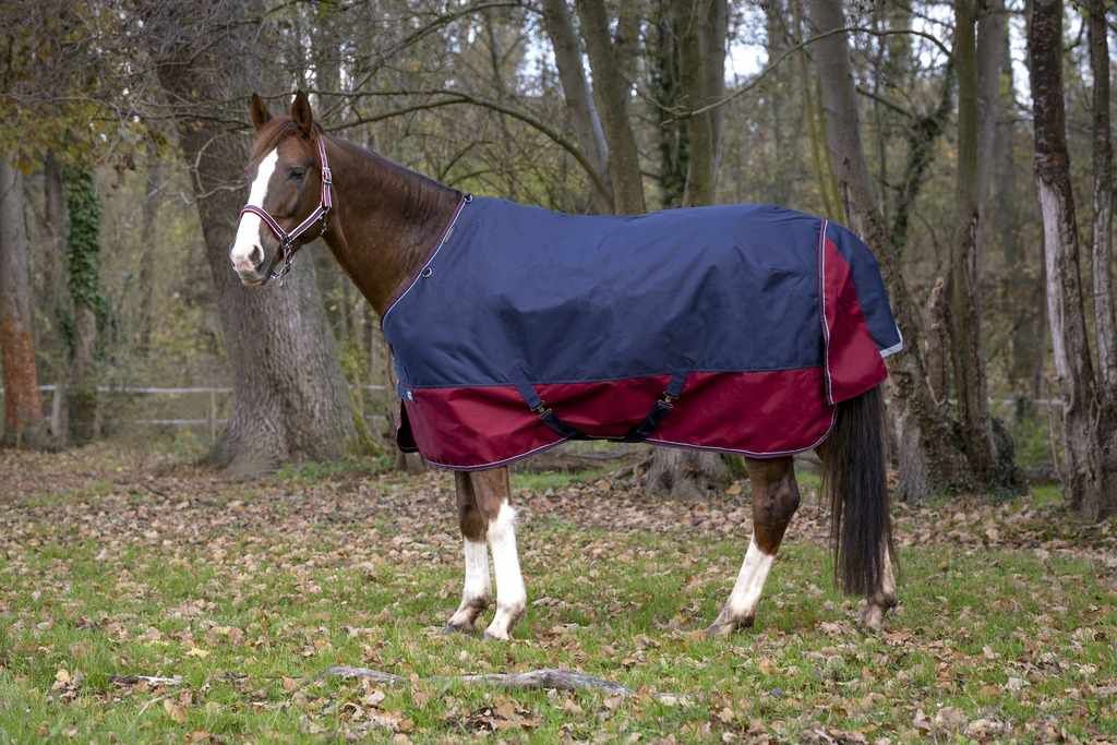 Pferdedecke, blau-rot, auf einem Pferd stehend in einem Wald. Das Pferd hat weiße Beine.