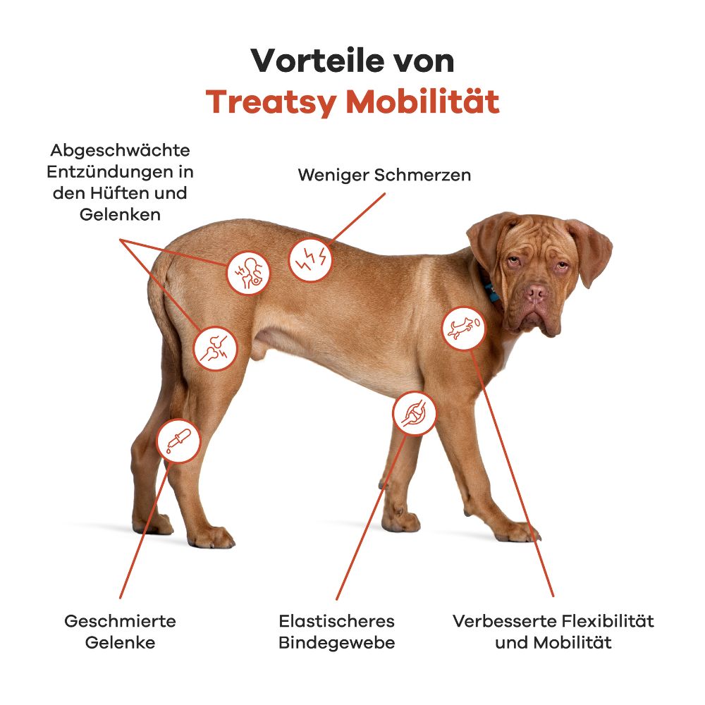 Hund mit Markierungen für Vorteile von Treatsy Mobilität. Textbeschriftungen.