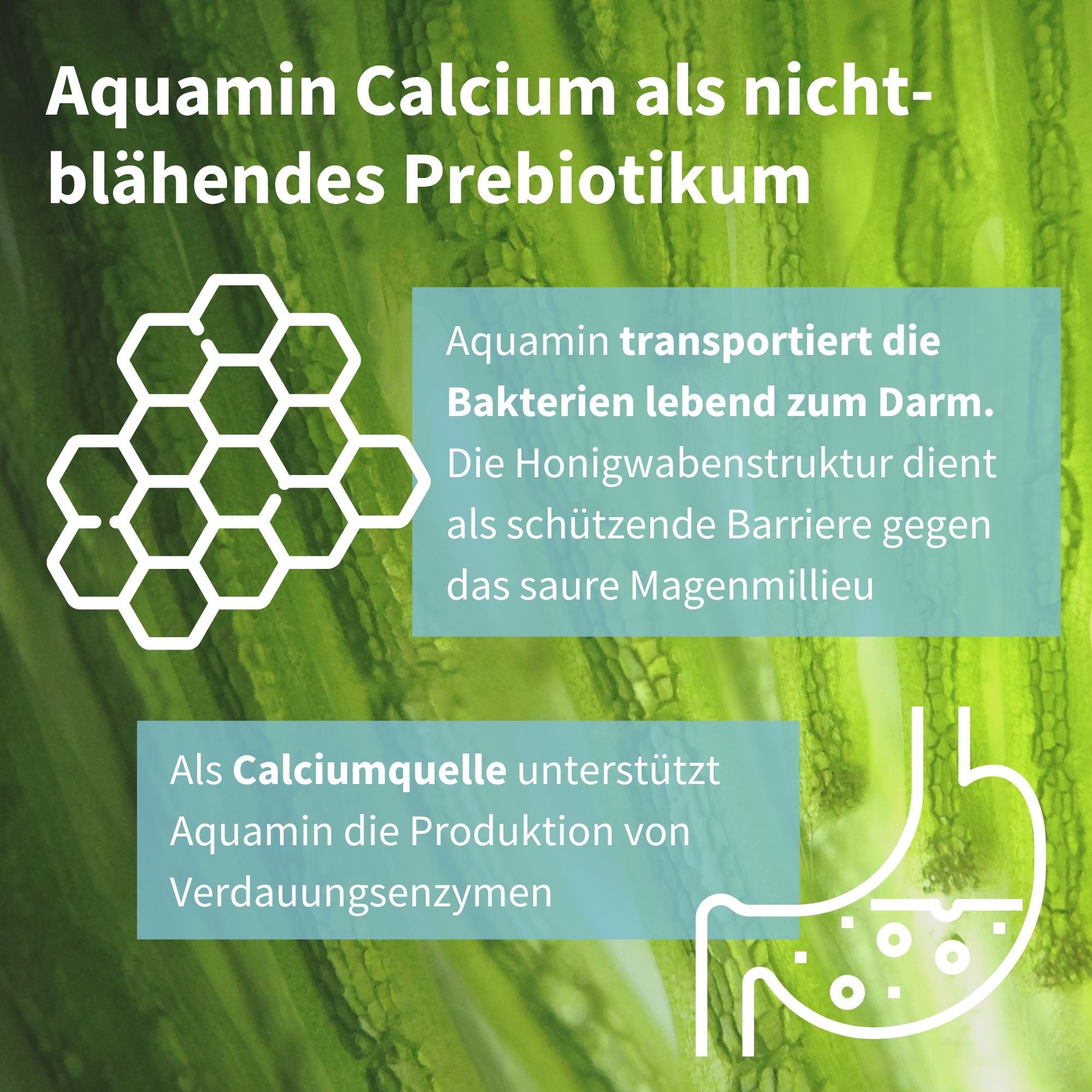 Aquamin Calcium als nicht-blähendes Präbiotikum für den Darm.