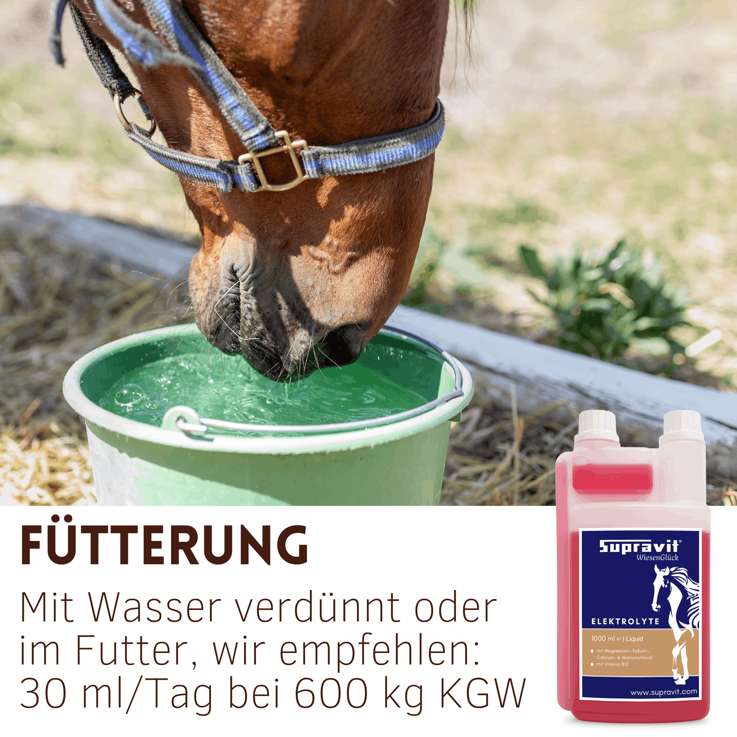 Pferd trinkt aus Eimer neben Elektrolytflasche. Aufschrift: Supravit Elektrolyte. Fütterung mit Wasser verdünnt oder im Futter.