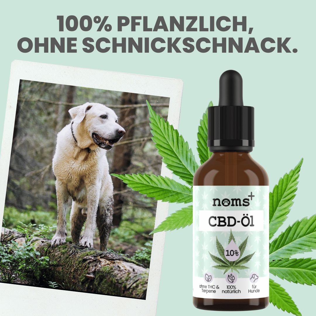 Hund auf Baumstamm, neben CBD-Öl Flasche. Text: 100% pflanzlich, ohne Schnickschnack. CBD-Öl Flasche mit 10% Aufschrift.