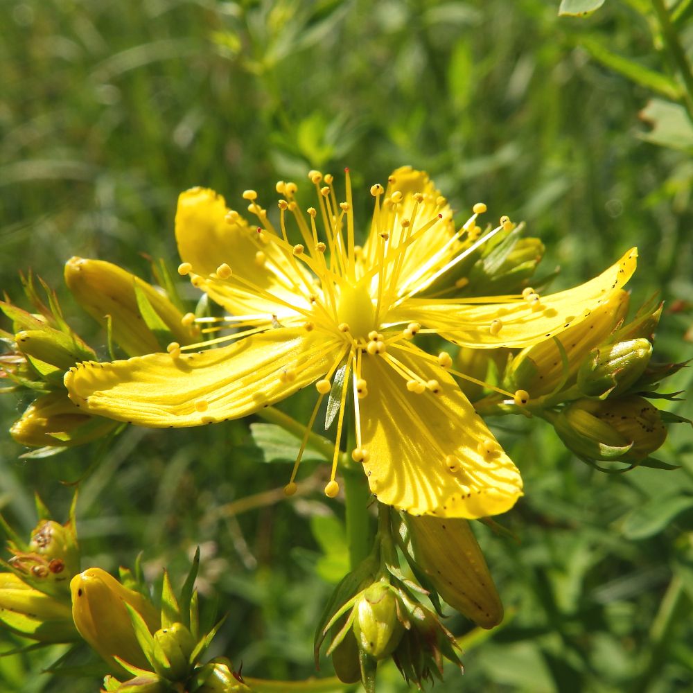 Nahaufnahme einer gelben Johanniskrautblüte mit Knospen und Blättern. Blütenblätter sternförmig angeordnet.