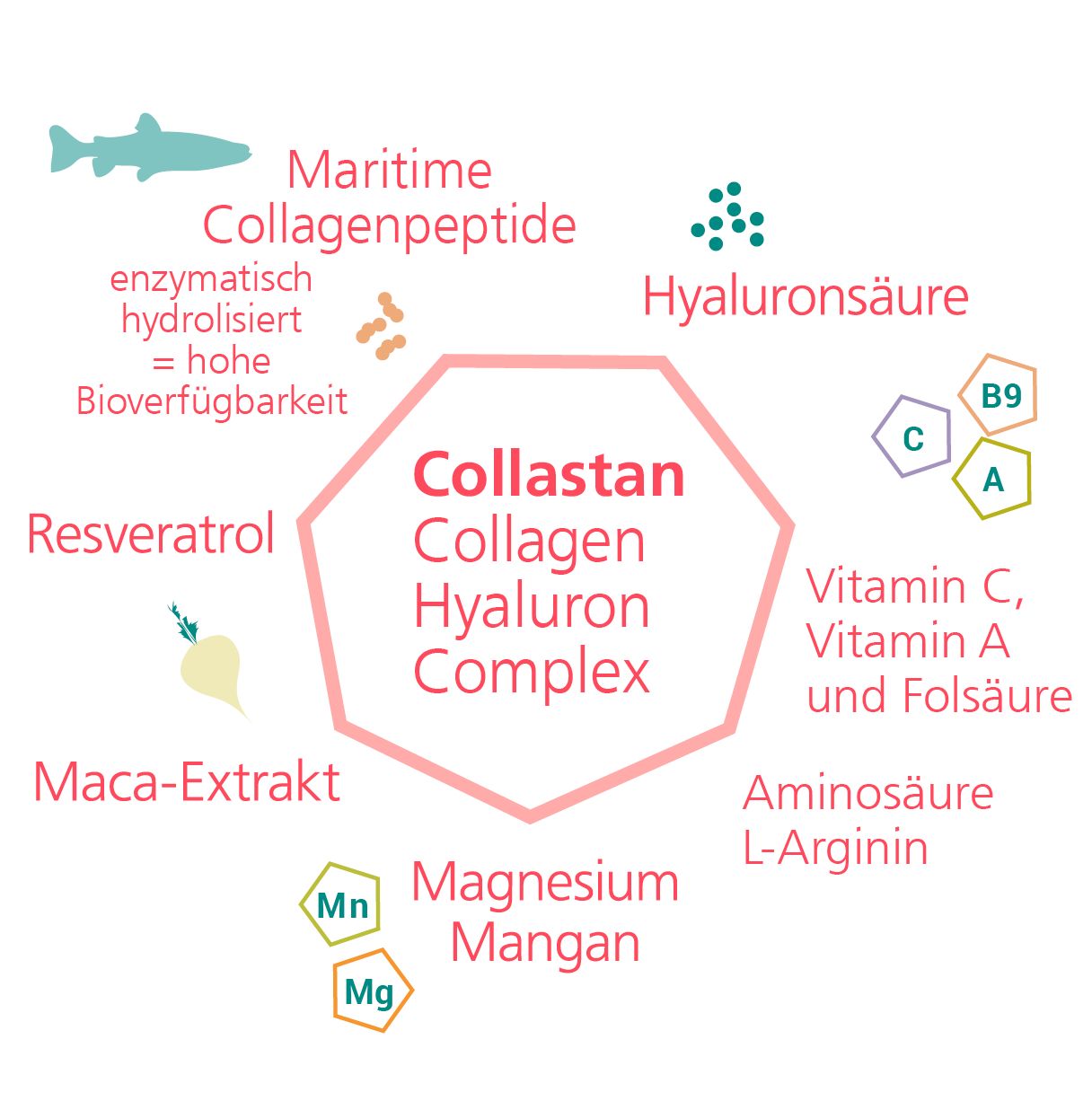 Grafische Darstellung der Inhaltsstoffe von Collastan®. Fisch, Hyaluronsäure, Vitamin C, A, Folsäure, L-Arginin, Magnesium, Mangan, Maca-Extrakt, Resveratrol.
