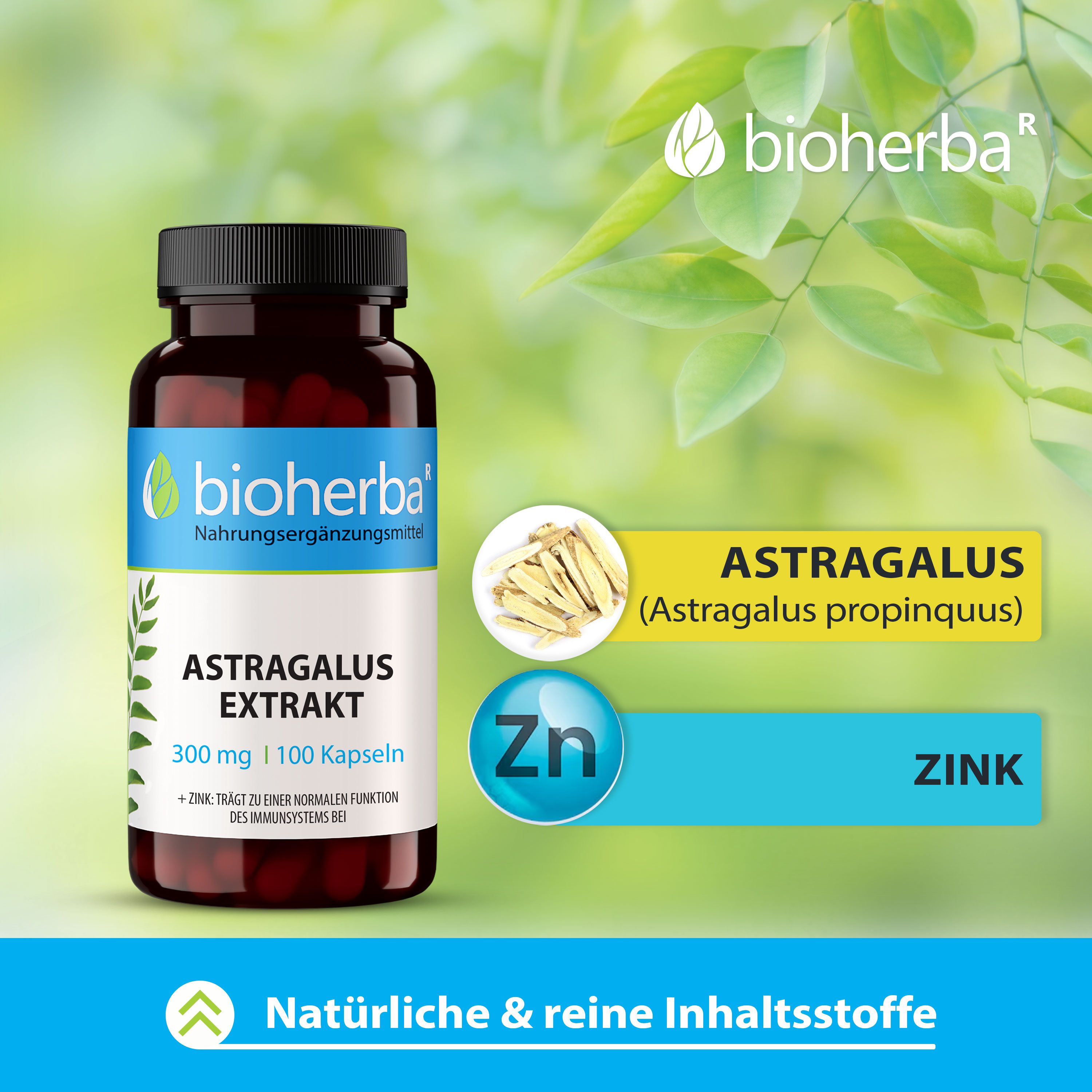 Braune Flasche mit schwarzen Deckel. Enthält Kapseln. Aufschrift: Astragalus Extrakt, 300 mg, 100 Kapseln. Marke: bioherba. Hintergrund: Blätter.