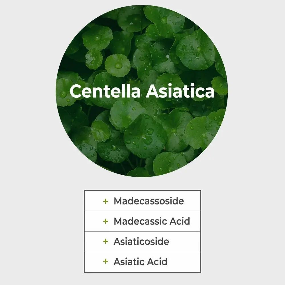 Kreisförmige Abbildung von Centella Asiatica. Text: Madecassoside, Madecassic Acid, Asiaticoside, Asiatic Acid.
