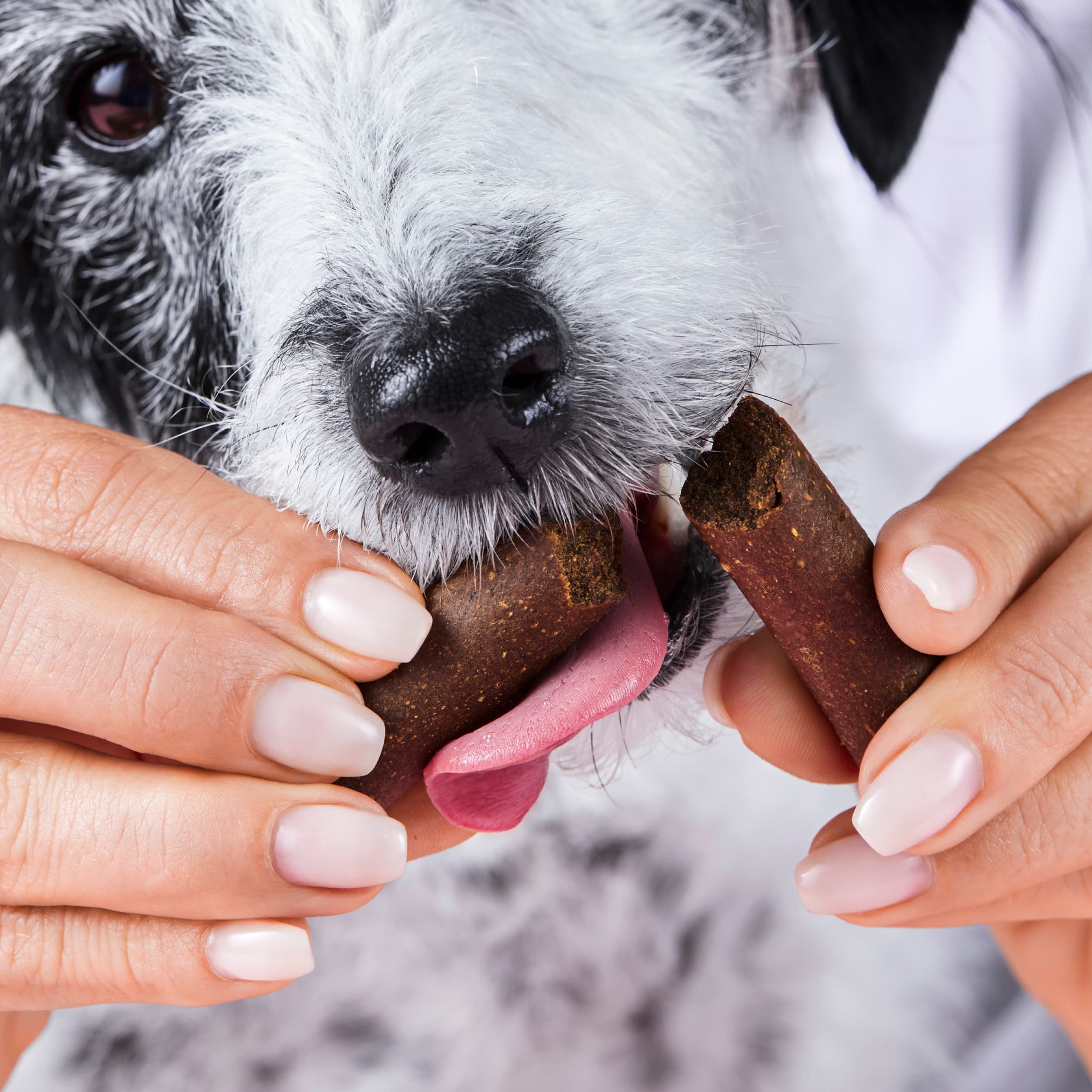 Hund frisst einen Tierliebhaber Gelenk Stick, der von Händen gehalten wird.