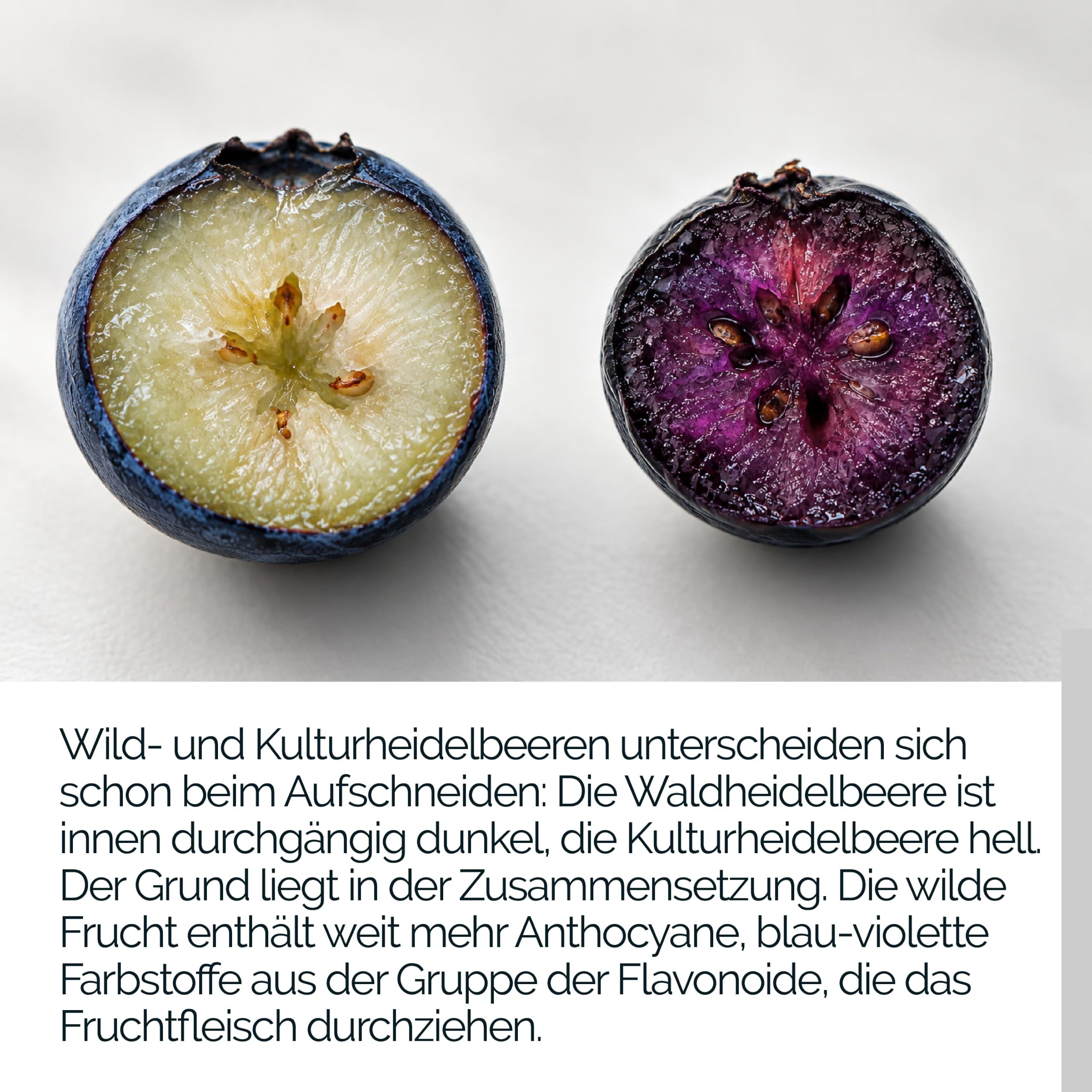 TAVI® Wald-Heidelbeere Extrakt Kapseln (Wildheidelbeere, Bilberry 15:1)