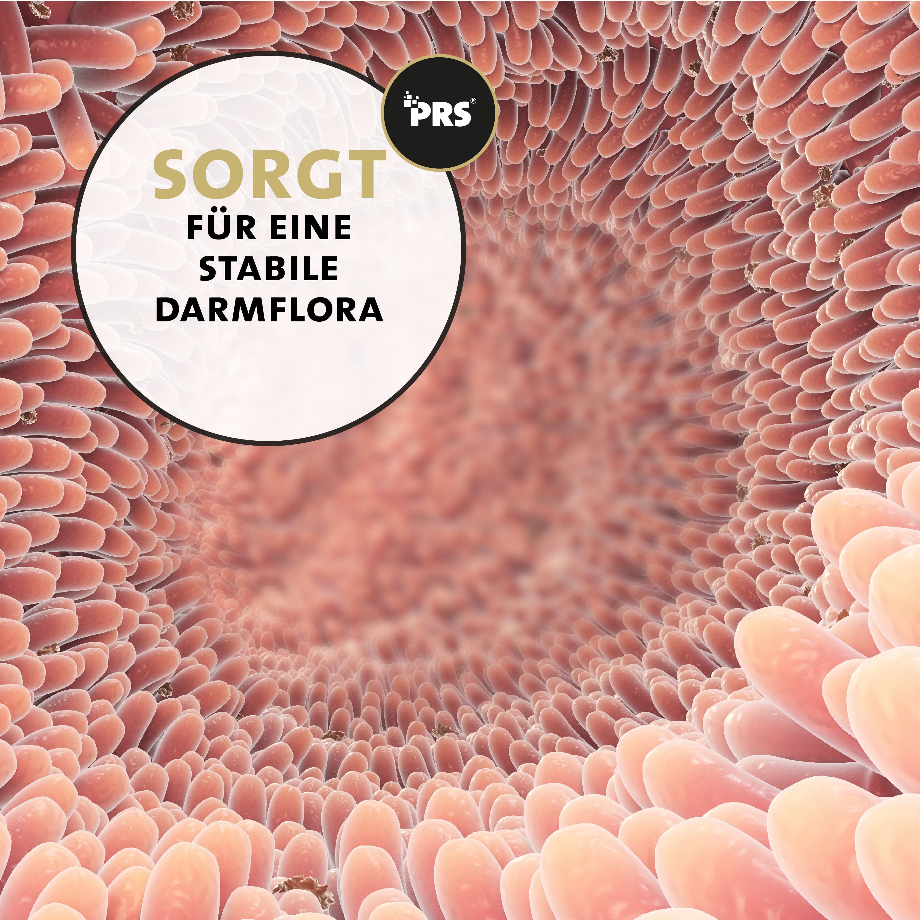 Illustration des Dünndarms mit Zotten, Text "Sorgt für eine stabile Darmflora".