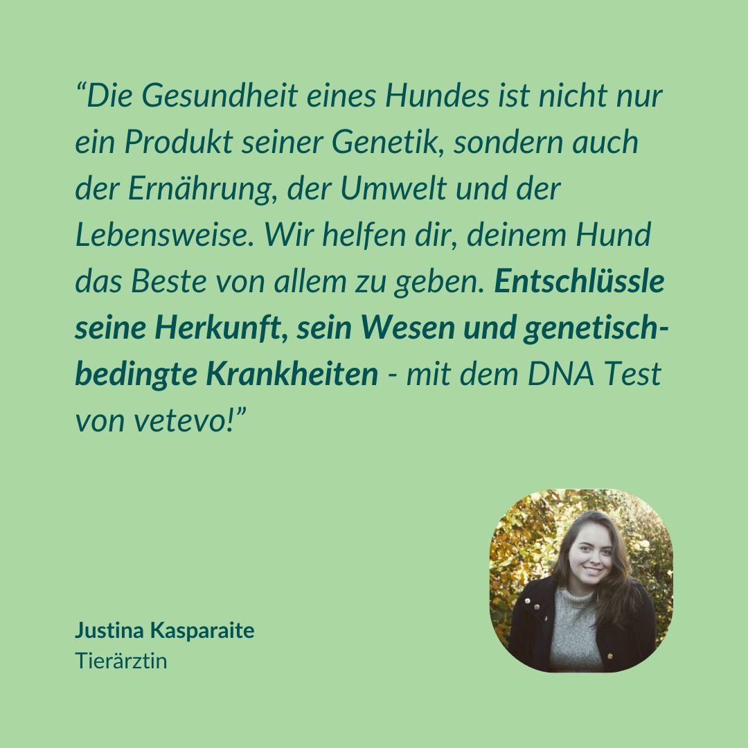 Erfahrungsbericht: DNA-Test ergab Mix, kein Pudel. Perfekte Mischung, Traumhund.