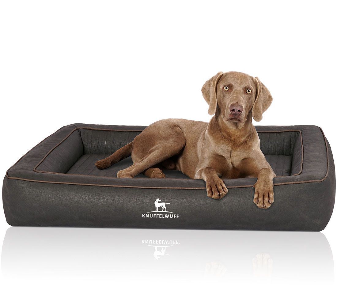 Hund liegt auf orthopädischem Hundebett Montego. Grau mit braunen Akzenten. Erhöhte Seiten, gesteppte Liegefläche. Knuffelwuff Logo.