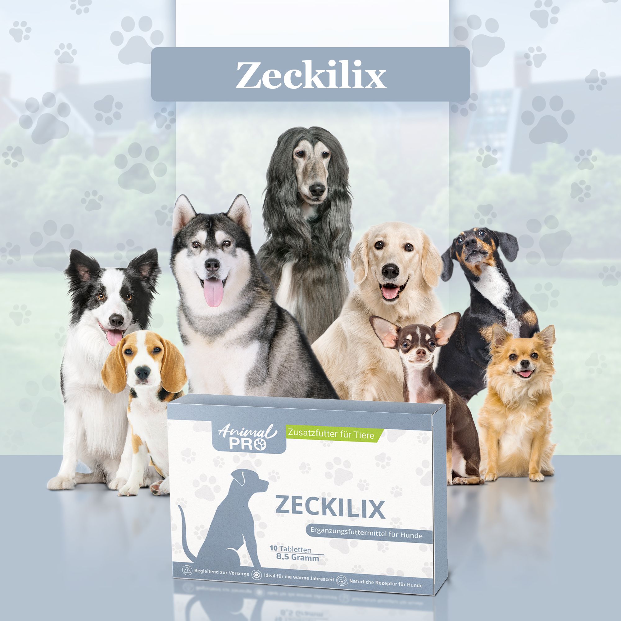 Schachtel mit Tabletten, Aufdruck: Zeckilix, Animal Pro. Hunde verschiedener Rassen. Hintergrund: Pfotenabdrücke.