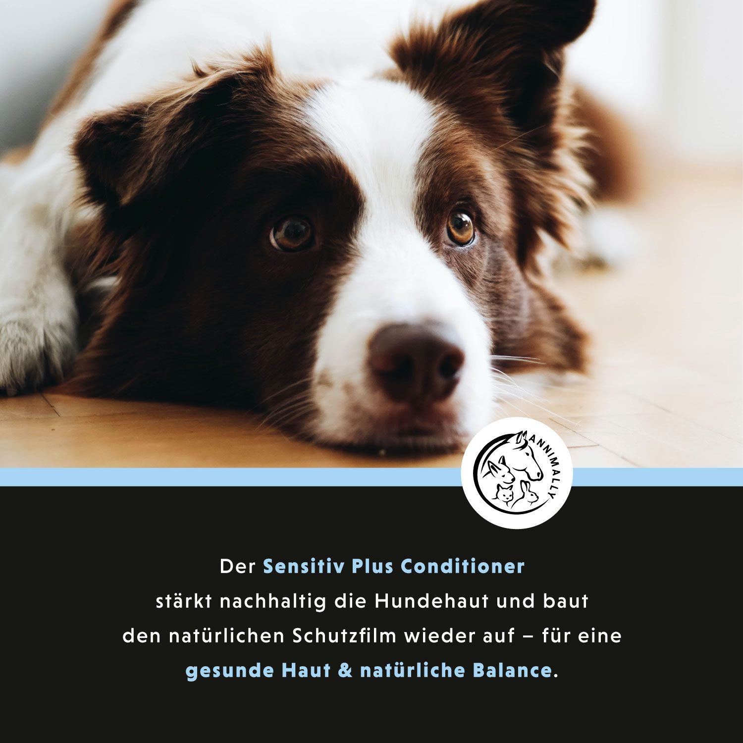 Hund liegt auf Holzboden. Text: Der Sensitiv Plus Conditioner stärkt nachhaltig die Hundeaut und baut den natürlichen Schutzfilm wieder auf.