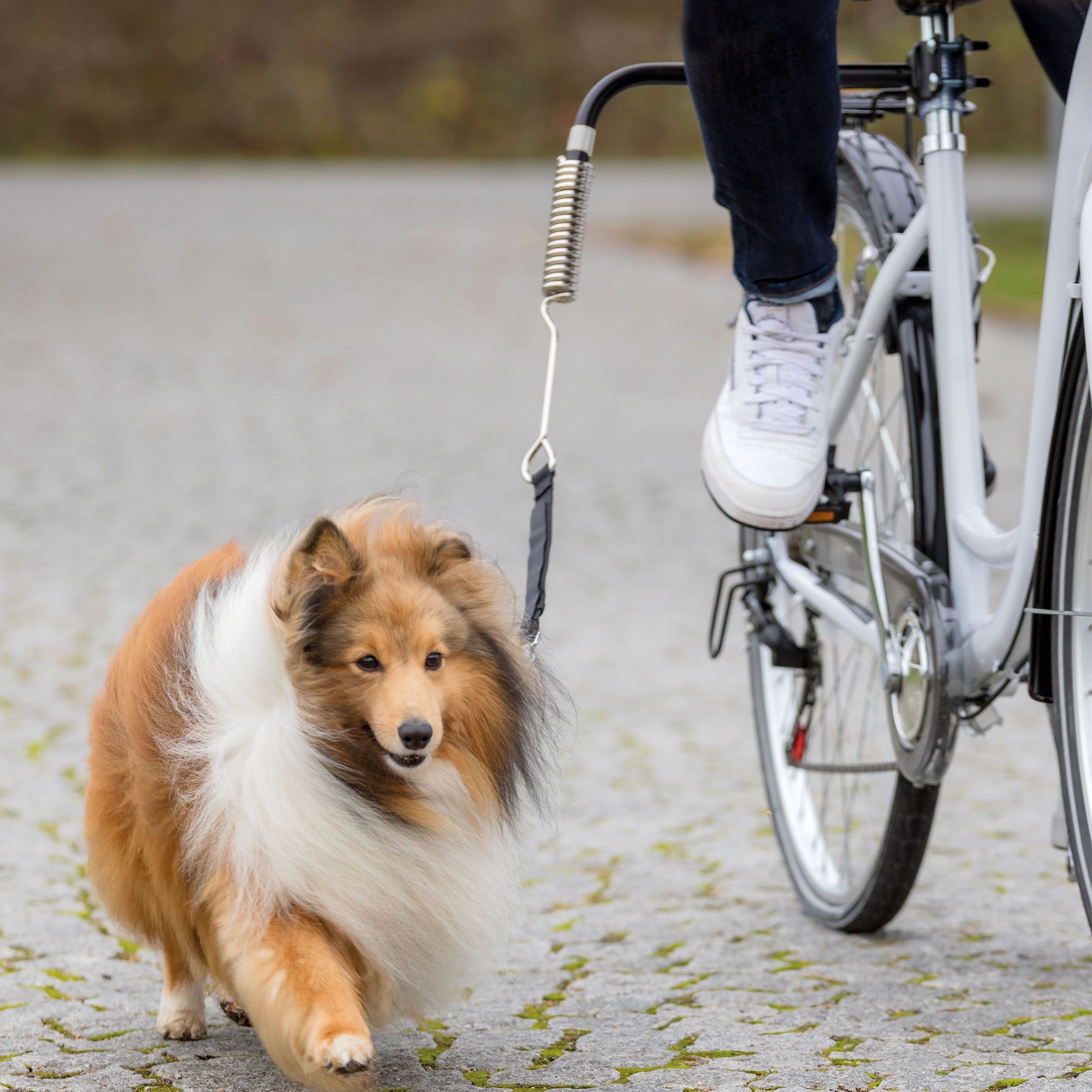 Fahrradhalter - Biker - sorgt für den nötigen Abstand zwischen Rad und Hund