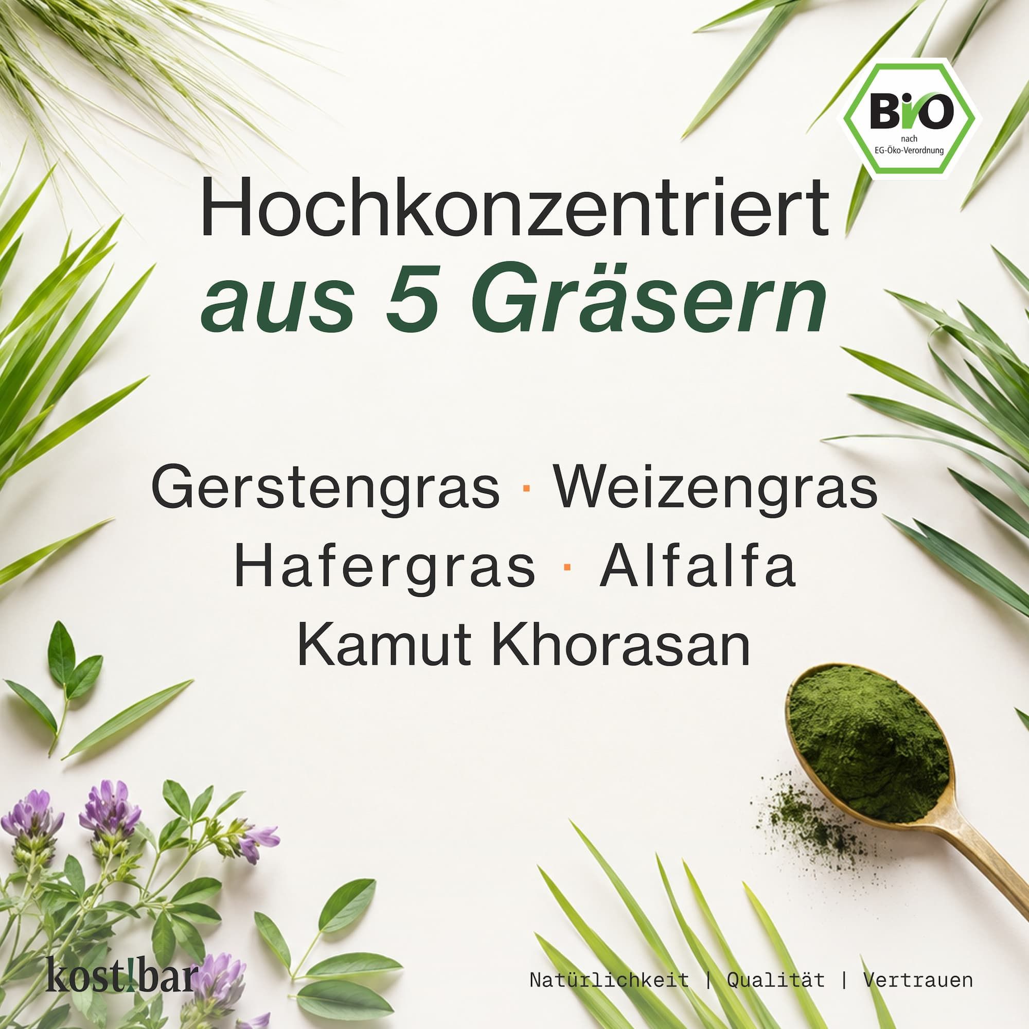 Hochkonzentriert aus 5 Gräsern: Gerstengras, Weizengras, Hafergras, Alfalfa, Kamut Khorasan. Pulver auf Löffel.