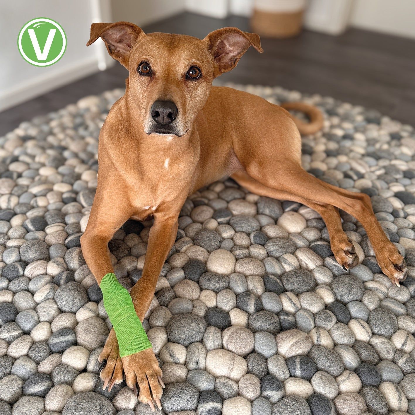 Vetlando Anti-Lick Bandage