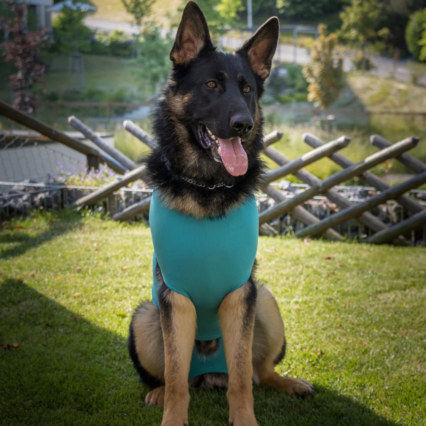 Hund mit türkisfarbenem Body sitzt auf einer Wiese. Der Hund blickt in die Kamera. Im Hintergrund: Zaun, Bäume, Wasser.