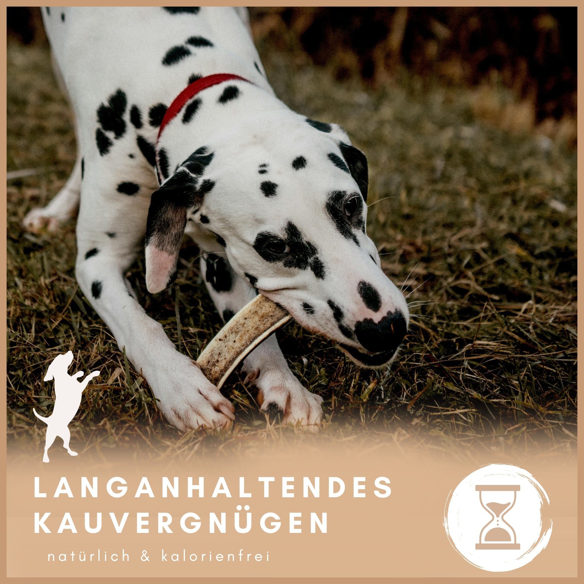 Dalmatiner-Hund kaut auf einem gespaltenen Hirschgeweih. Text: Langanhaltendes Kauvergnügen, natürlich & kalorienfrei. Sanduhr-Symbol.