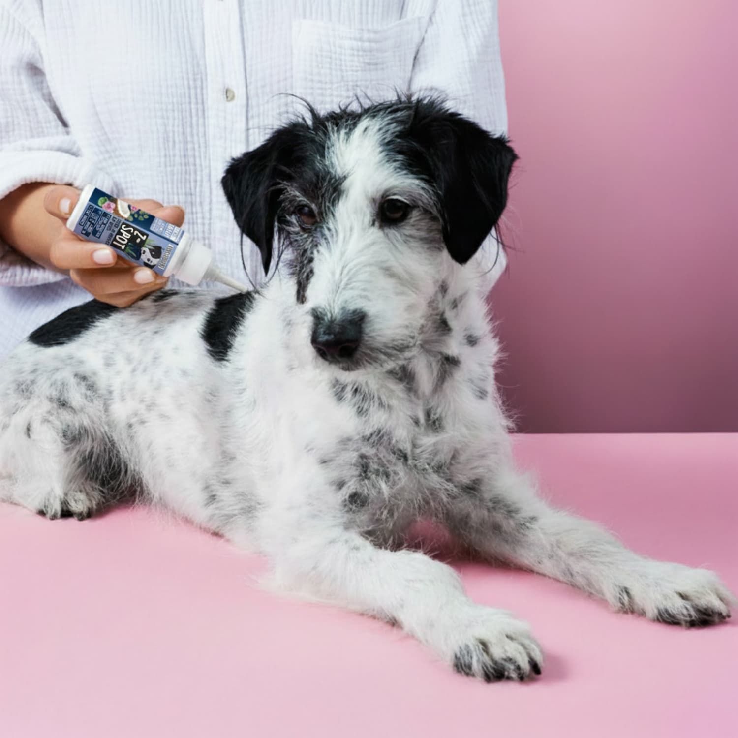 Person hält eine weiße Flasche mit blauer Aufschrift. Hund liegt auf rosa Untergrund.