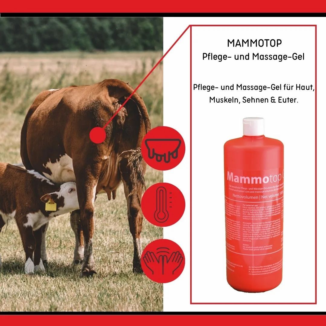 Kuh mit Kalb, daneben Icons für Euter, Fieber und Hände. Rote Mammotop-Flasche.