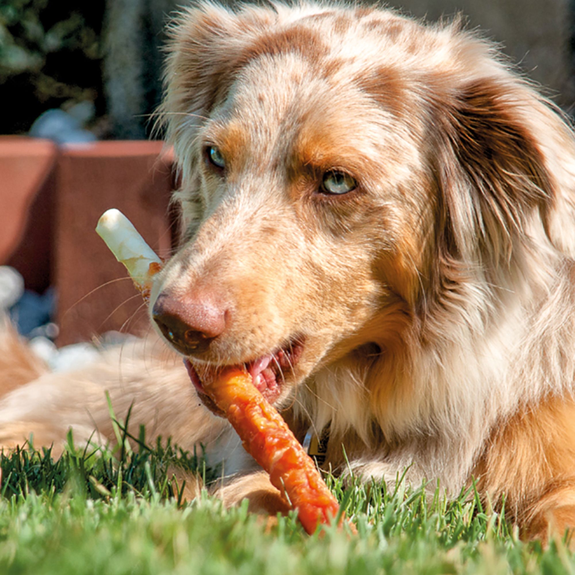 Schecker Hundesnack - Kaustangen XL mit Hühnchen