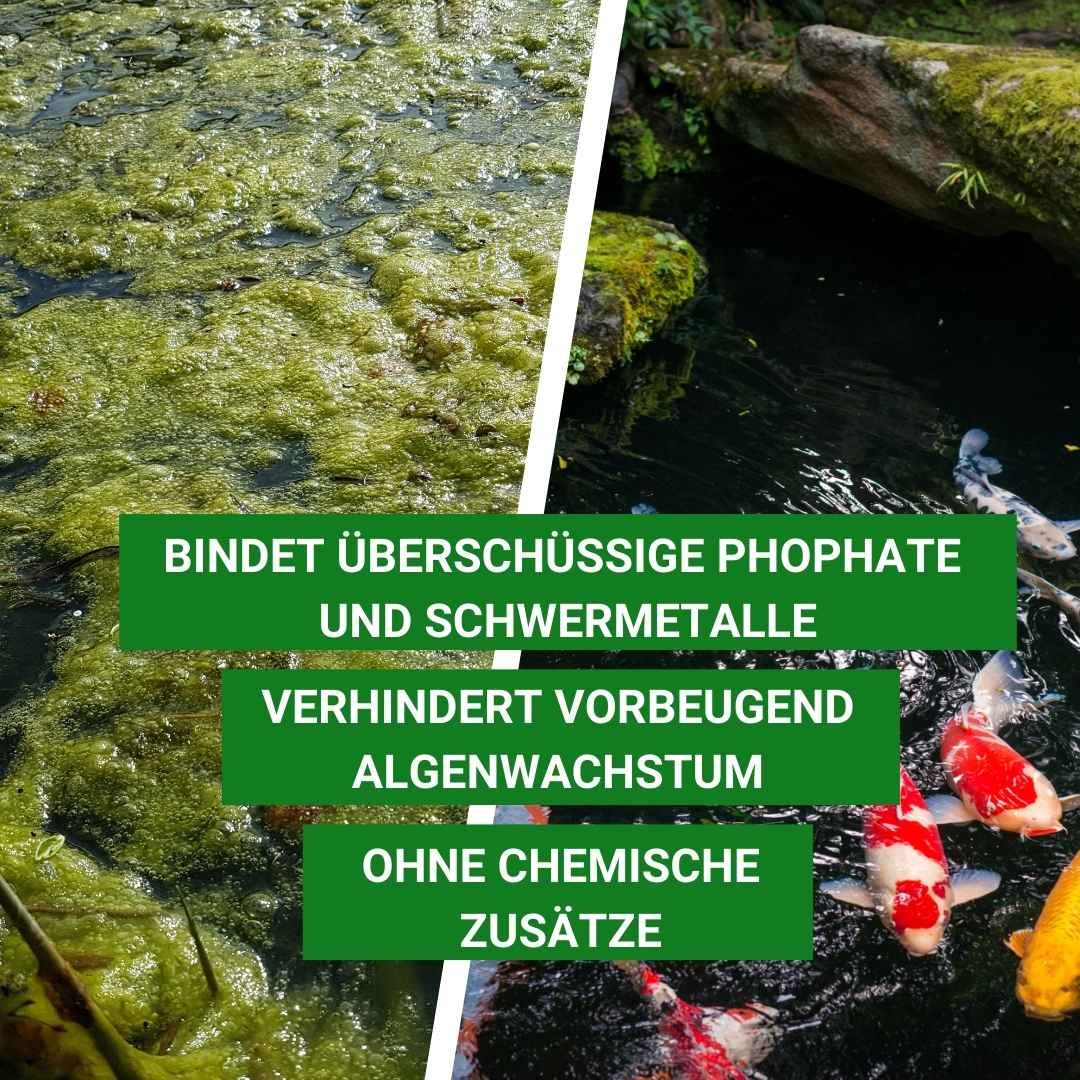 Vergleich eines verschmutzten Teichs mit Algen und eines klaren Teichs mit Koi-Karpfen. "Bindet überschüssige Phosphate" ist auf Deutsch.