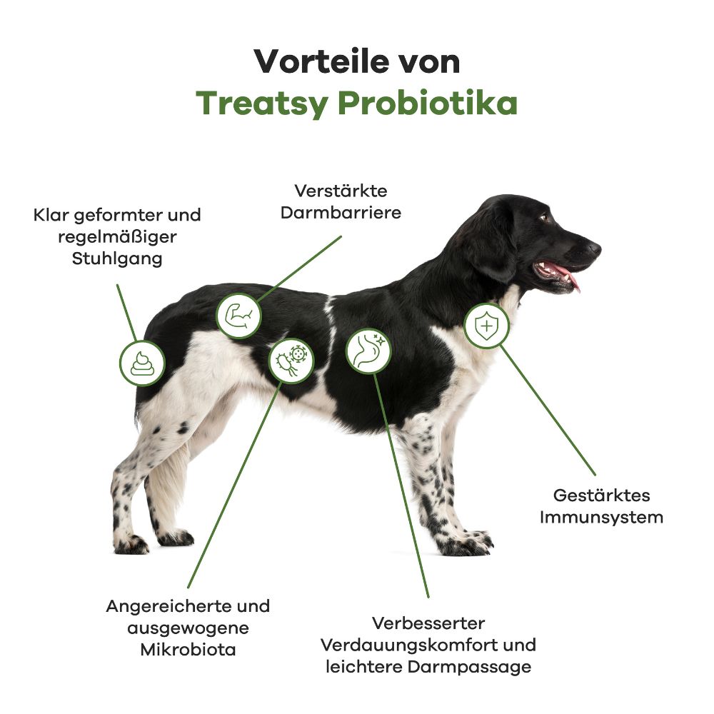Illustration eines Hundes mit Pfeilen, die Vorteile von Treatsy Probiotika hervorheben: Verdauung, Immunsystem, etc.