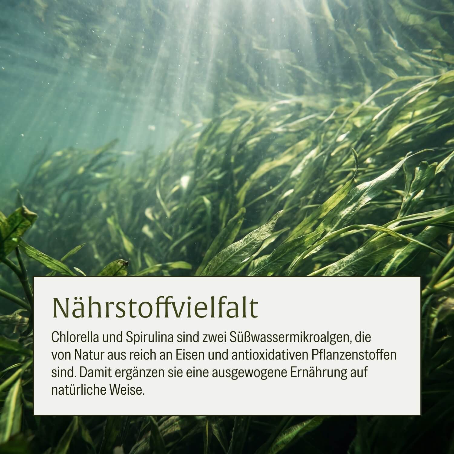 Unterwasseraufnahme von grünen Süßwasseralgen, Text über Nährstoffvielfalt.