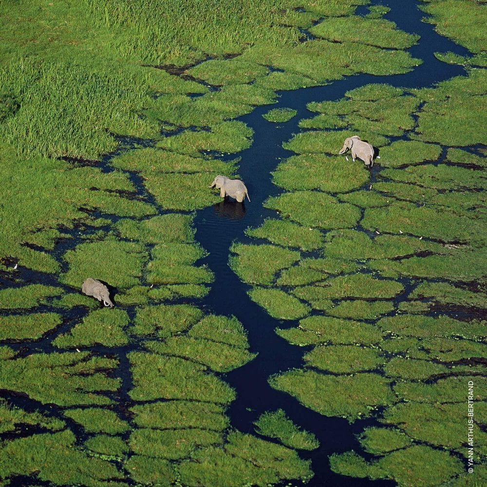 Landschaft mit Elefanten in einem Fluss. Grüne Vegetation.