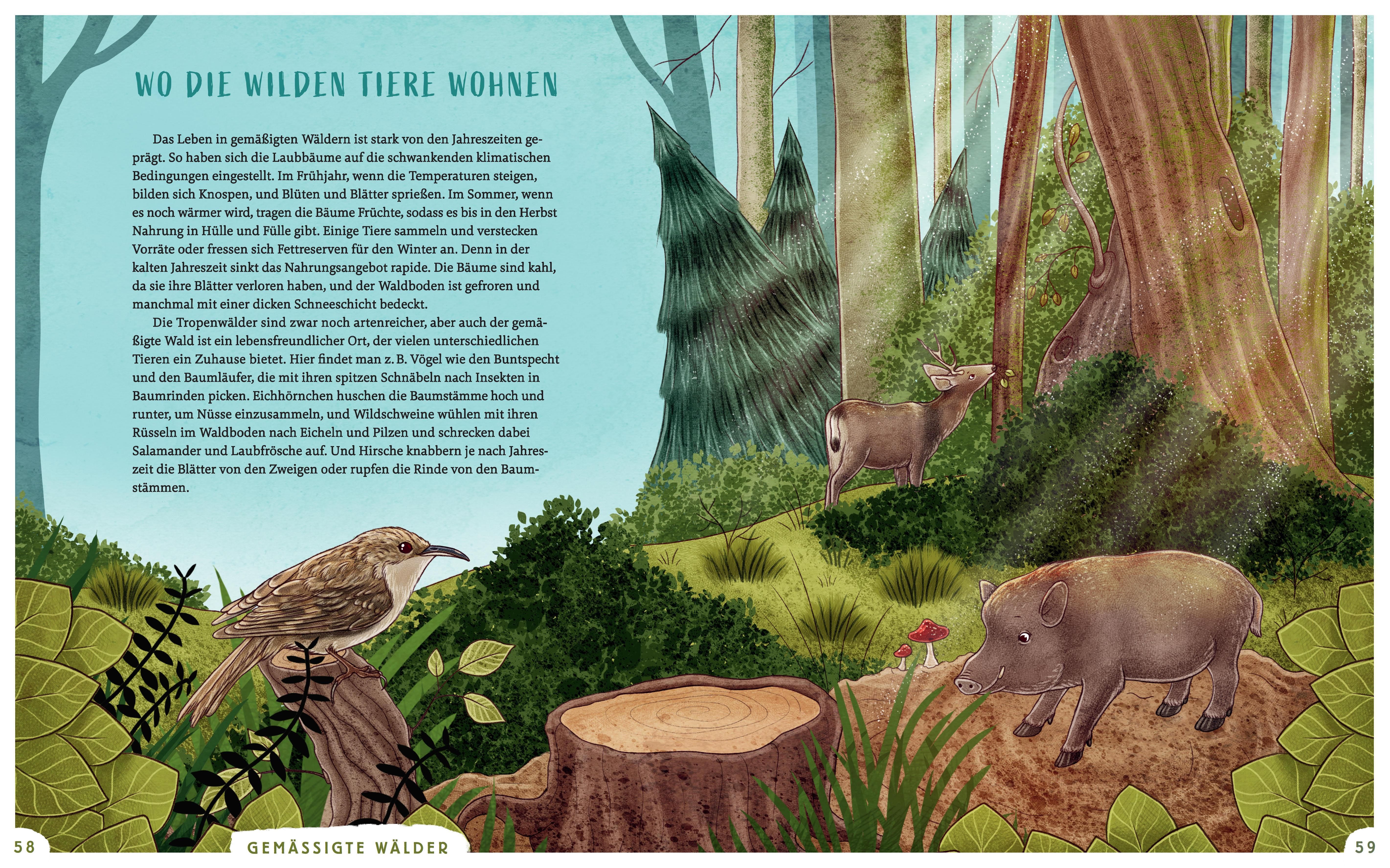 Buchseite mit Illustrationen von Tieren in einem Wald: Vogel, Wildschwein und Reh. Text in deutscher Sprache.