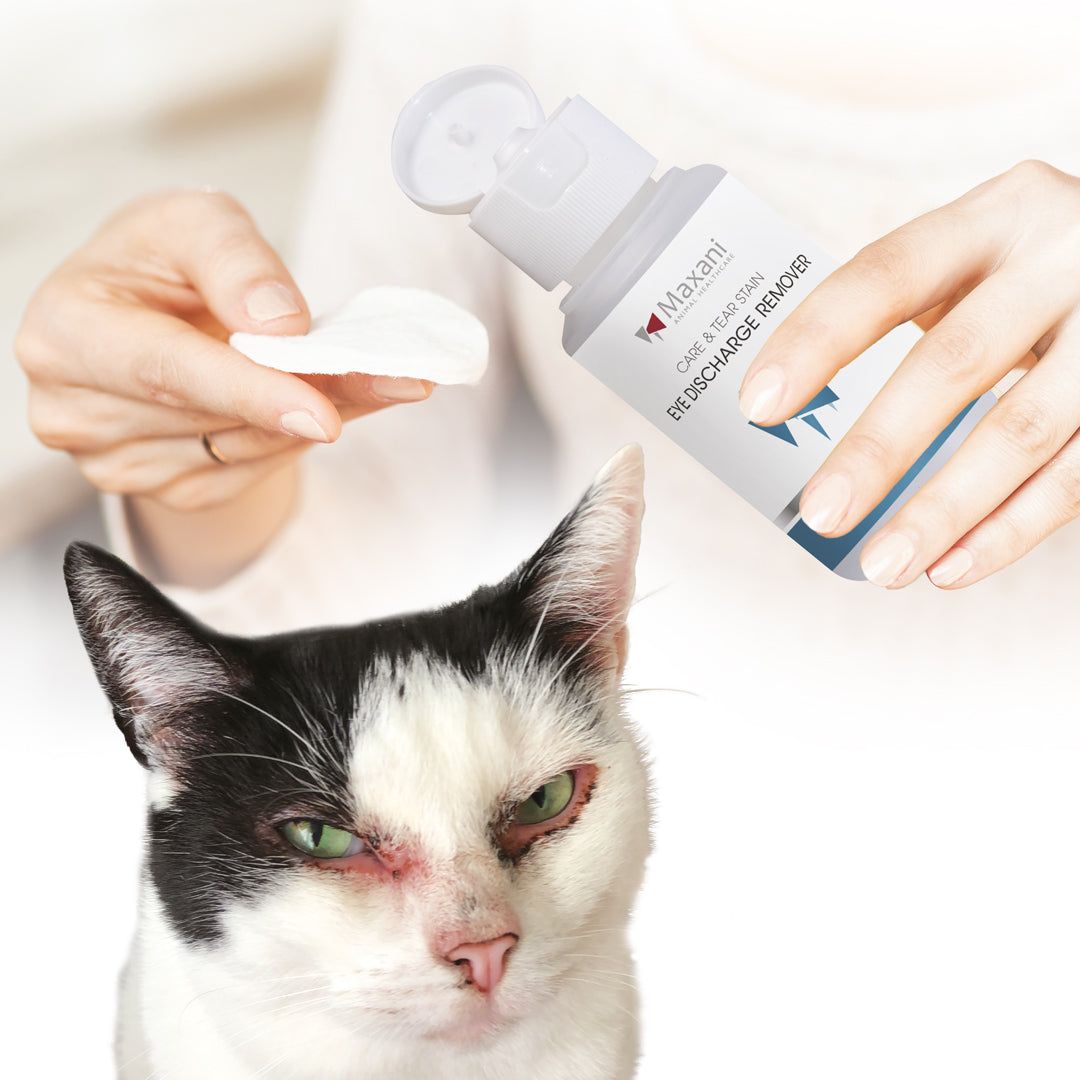 Maxani Eye Discharge remover