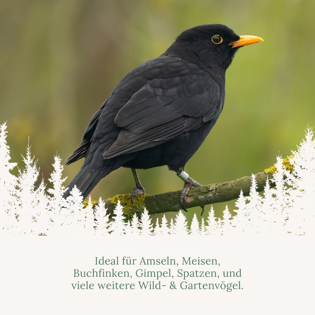 Orni Nusszapfen für Wildvögel