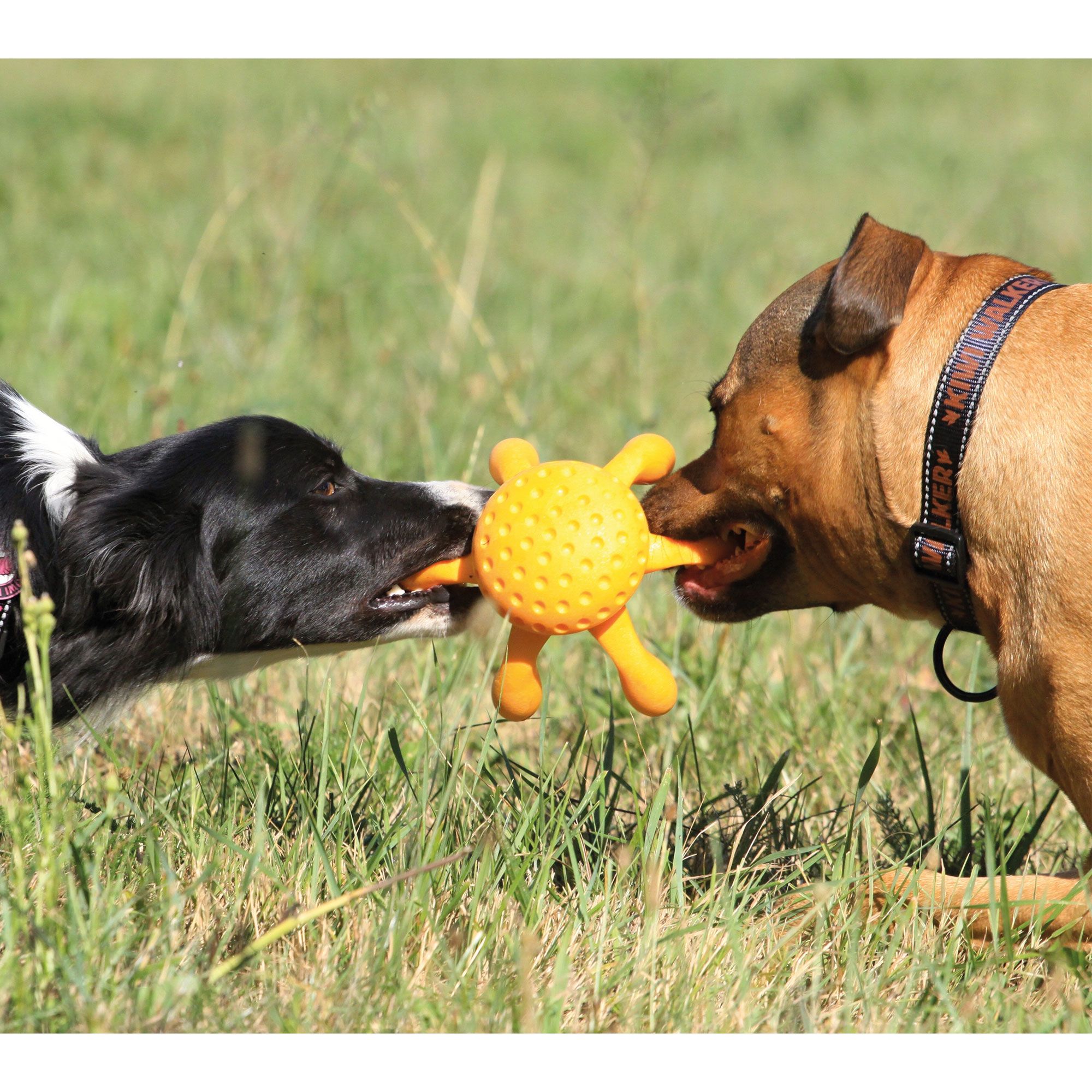 Zwei Hunde spielen mit einem gelben Oktopus-Spielzeug. Beide Hunde ziehen an dem Spielzeug.