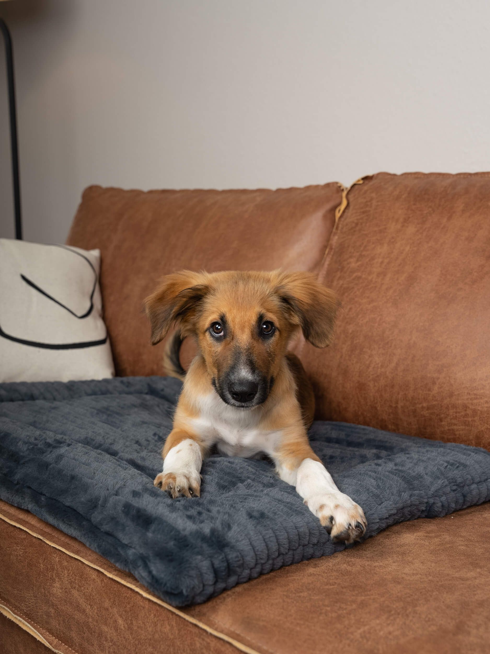 Hund liegt auf grauer, gefütterter Liegedecke auf braunem Sofa. Decke mit geriffelter Oberfläche.