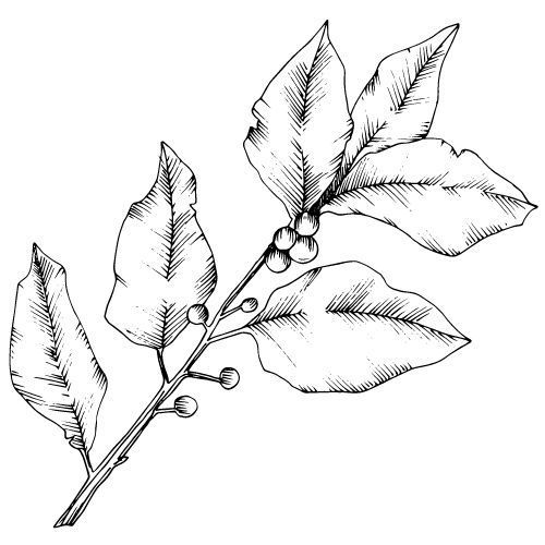 Alteya Organics Lorbeerblatt 100%