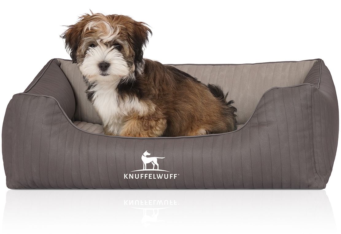 Hundebett mit Hund. Graues orthopädisches Bett mit Logo. Kleiner Hund sitzt im Bett. Rechteckige Form, erhöhte Seiten.