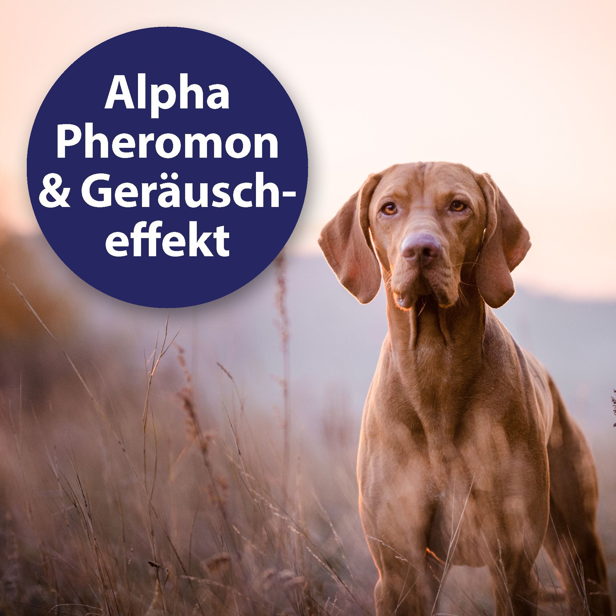 Ein Hund steht in einem Feld. Ein blaues Schild mit der Aufschrift 'Alpha Pheromon & Geräuscheffekt' ist im Bild.
