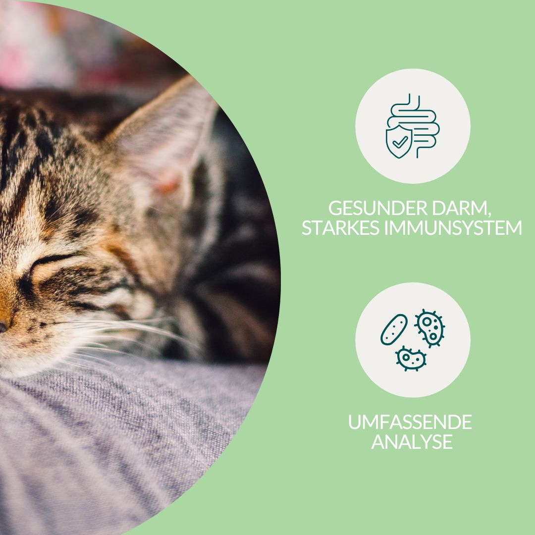 Nahaufnahme einer Katze. Grafik: Gesunder Darm, starkes Immunsystem. Umfassende Analyse.