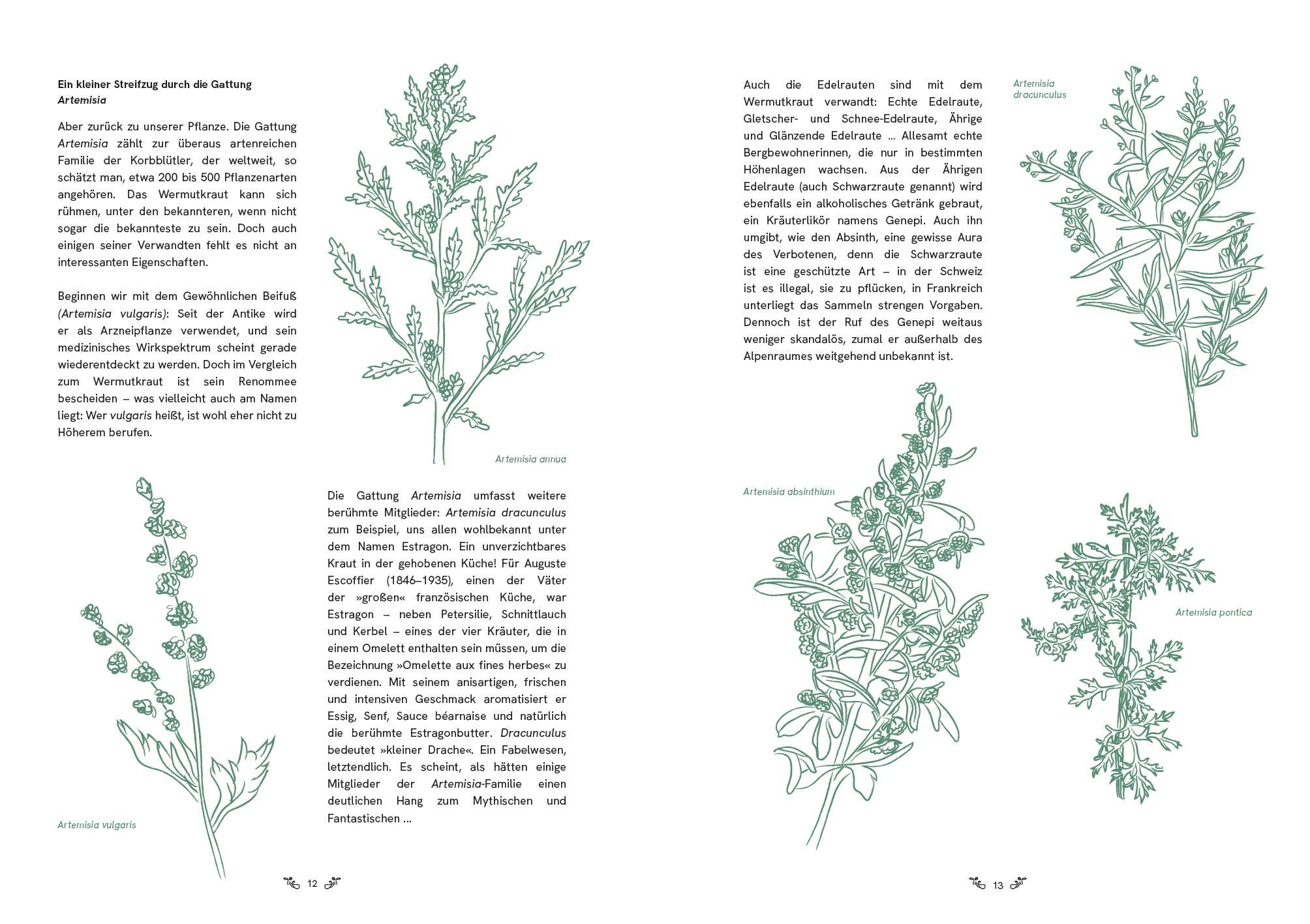 Illustrationen von Absinth-Pflanzen in verschiedenen Stadien. Blätter und Blüten in grünen Linien auf weißem Hintergrund. Text in deutscher Sprache.