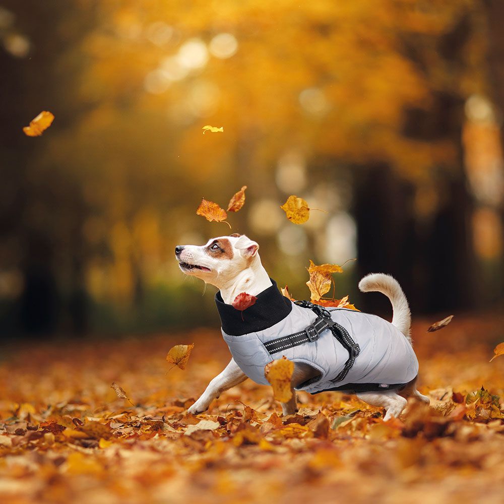 Trixie Hundemantel Pontis mit Geschirr